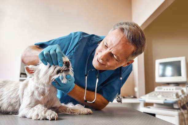 Best Pediatric Emergency Dentist in Mayer, AZ